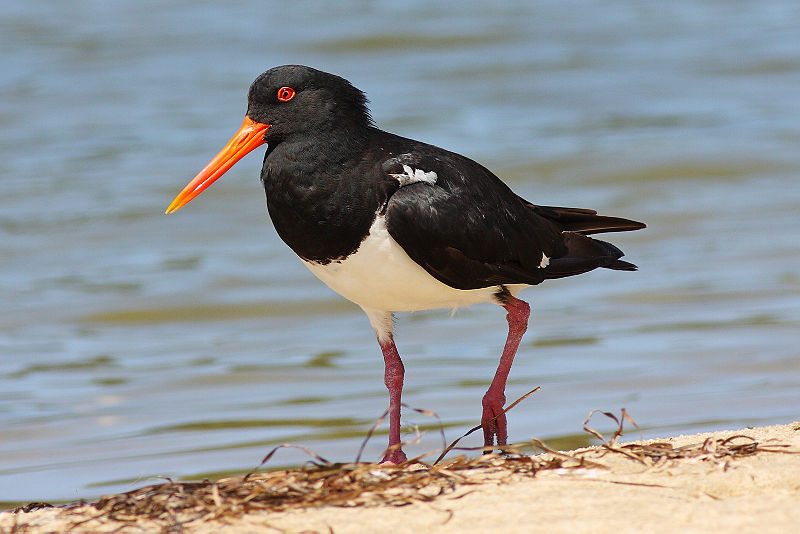 Photo of Oystercatcher - Fir0002