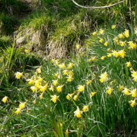 Wild Daffodil