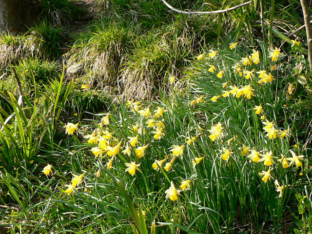 Wild Welsh Daffodils