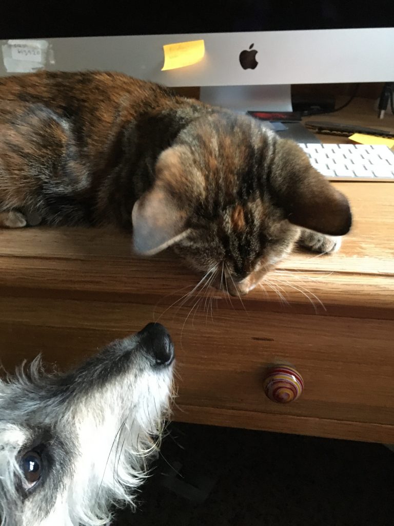 Amber the cat