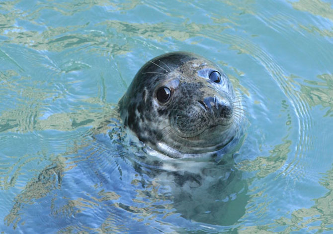 Atlantic Grey Seals photo by Janet Baxter