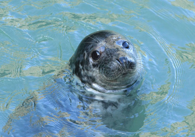 Atlantic Grey Seal Cardigan Bay Atlantic Grey Seal Cardigan Bay
