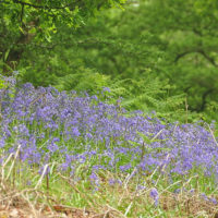 Bluebells