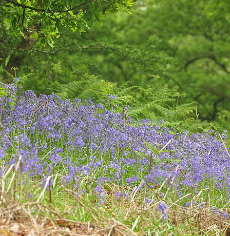 bluebells