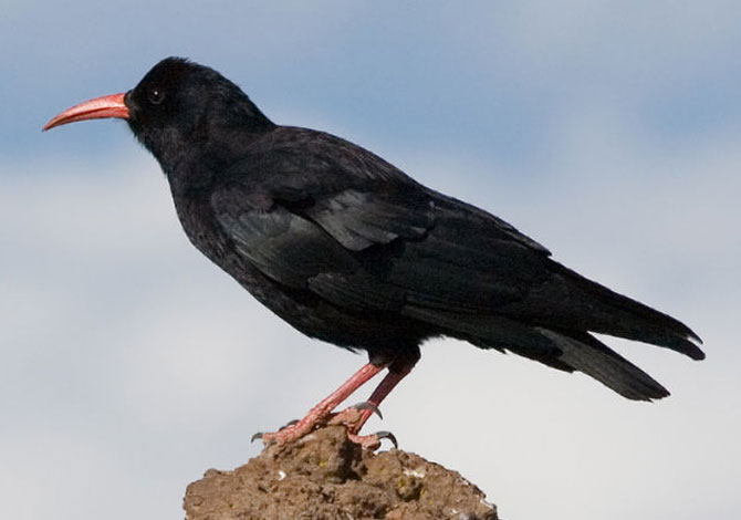 Photo of Chough - Malte Uh CC-BY-SA