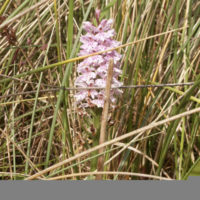 Common Spotted Orchid