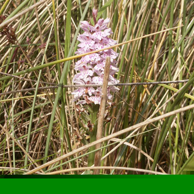 Common Spotted Orchid - Wild Flowers of Wales