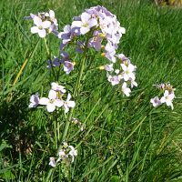 CuckooFlower