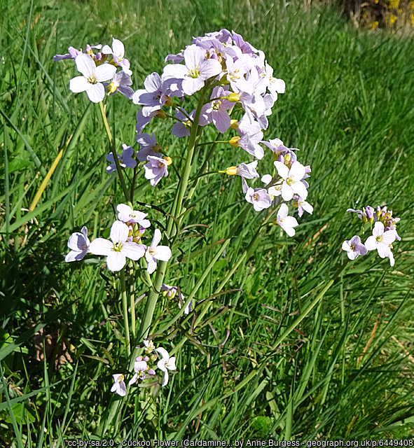 Lady's Smock, Cuckoo Flower, Cardamine pratensis