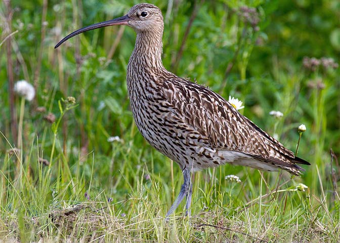 Photo of Curlew - Andreas Trepte www.photo-natur.de