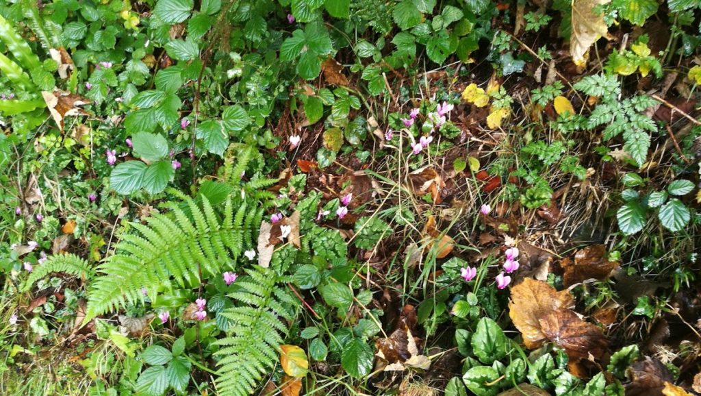 Wild cyclamen (Cyclamen hederifolium)