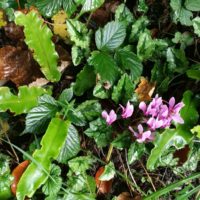 Cyclamen
