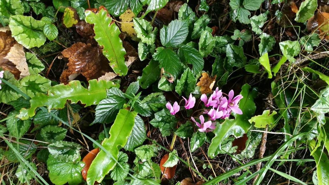 Wild cyclamen (Cyclamen hederifolium)