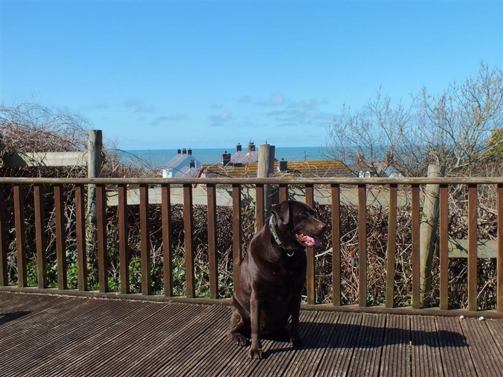 Pets Welcome at Dewi Villa near Aberaeron