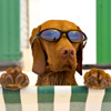 dog friendly