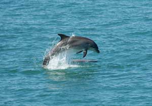 Beautiful beaches and dolphins to watch