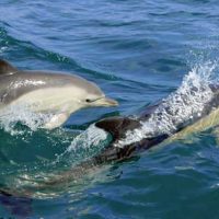 Dolphins Cardigan Bay photo by Janet Baxter