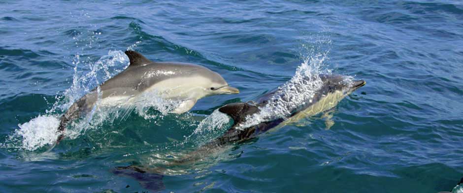 Dolphins Cardigan Bay photo by Janet Baxter