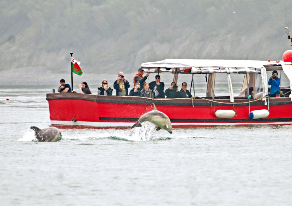 Dolphin spotting boat trips