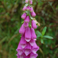 Foxglove