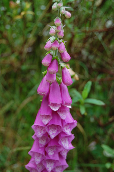 Foxglove