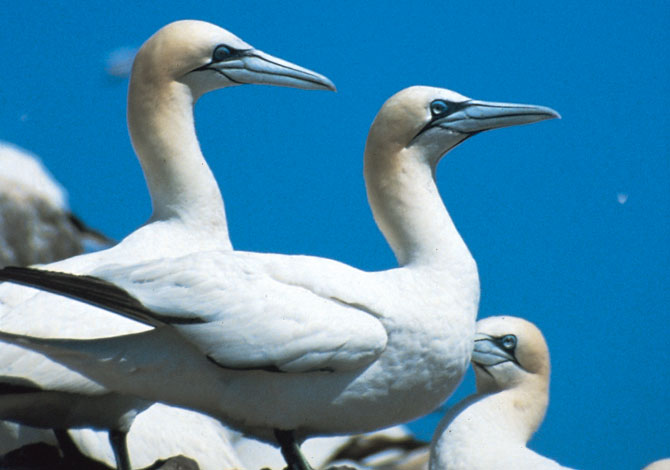 Photo of Gannets - Pembrokeshire County Council