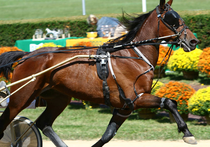 Harness racing Wales