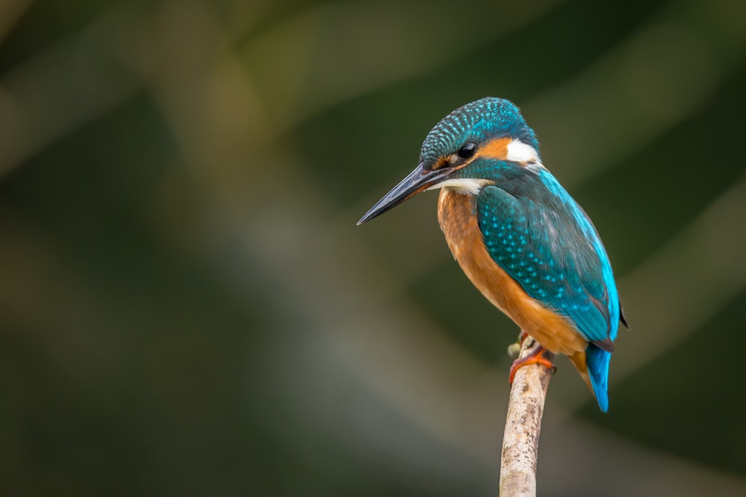 Kingfisher by Oostvaardersplassen