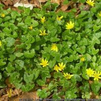 Lesser Celandine