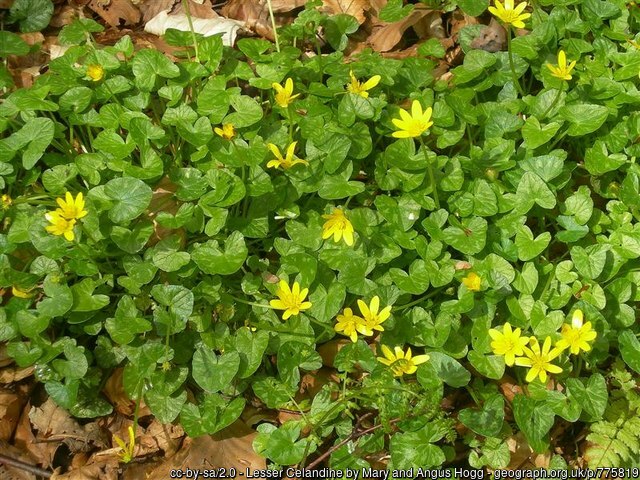 Lesser Celandine wild flower of Wales
