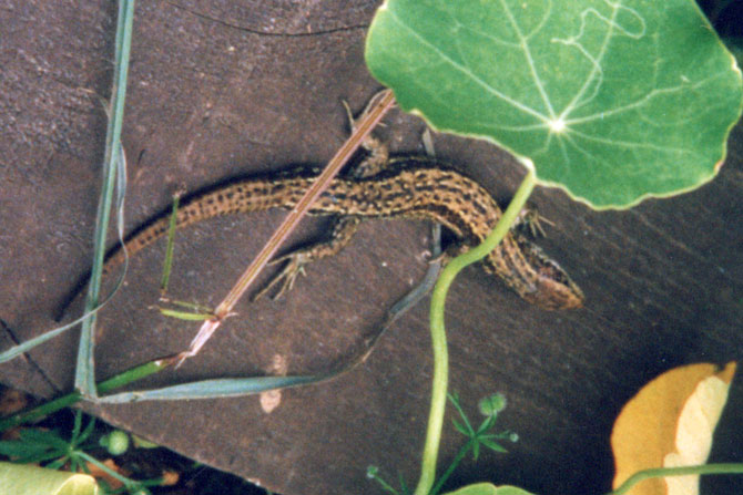 Photo of Lizard in garden - Jane Davies