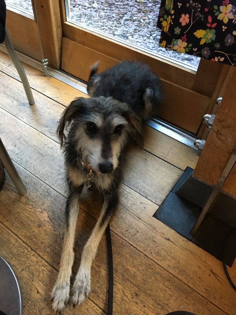 Maddy the dog