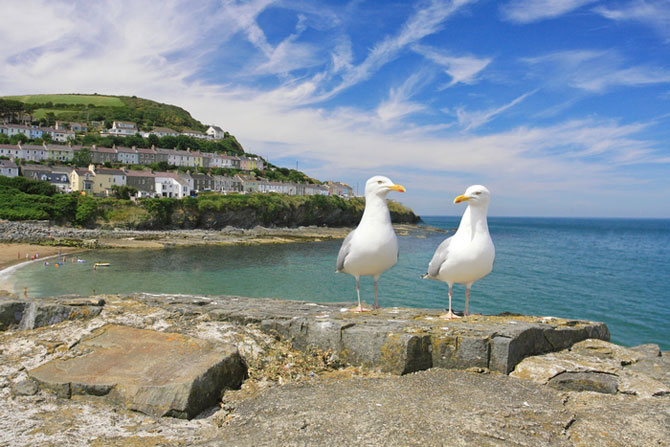 New Quay Cardigan Bay West Wales - Image by Janet Baxter