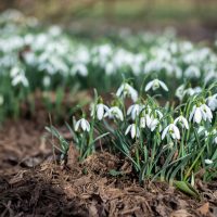 Snowdrops