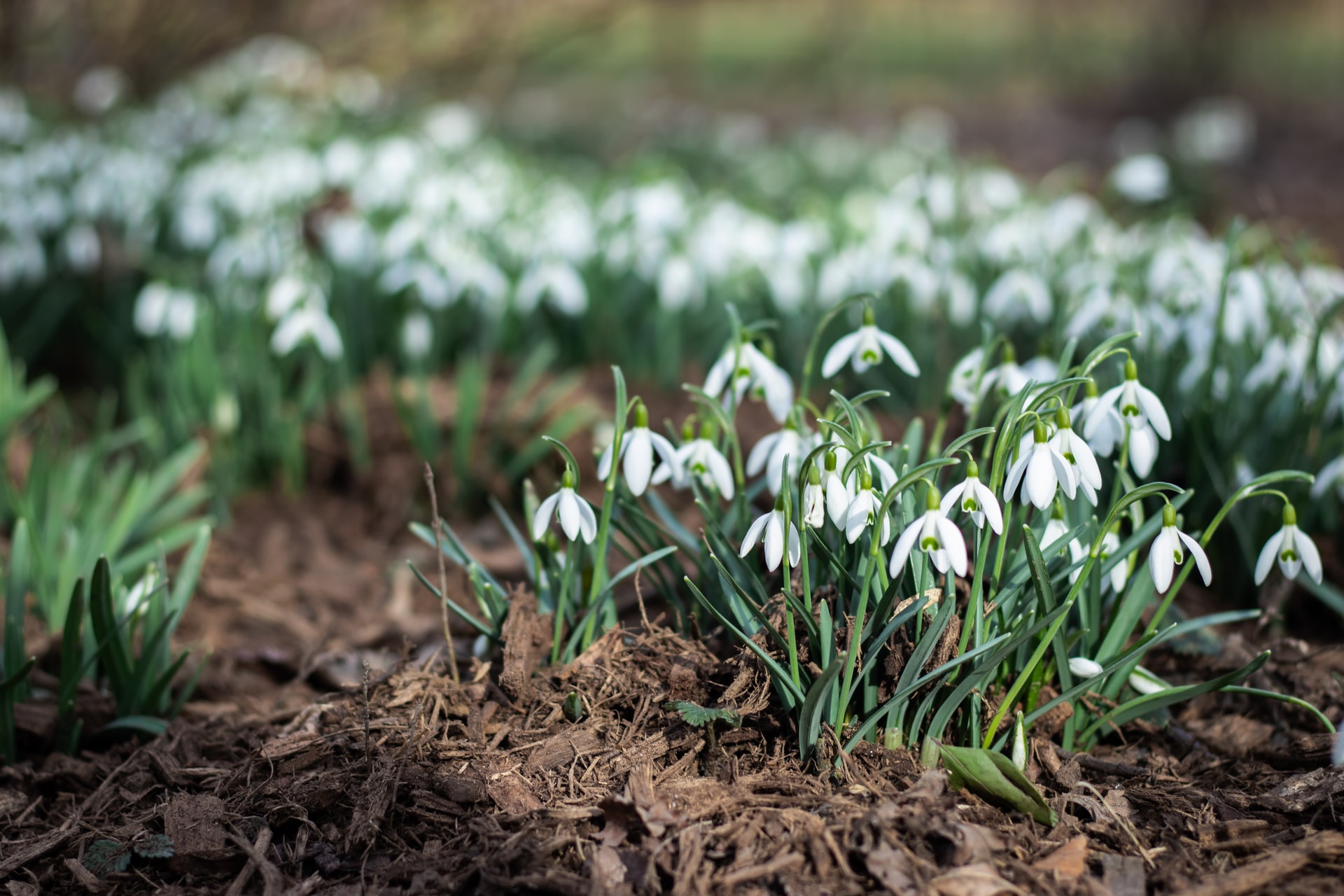 Snowdrops