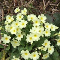 Primroses