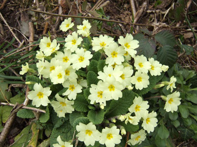 Wild Primroses Wales