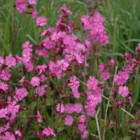 Campion