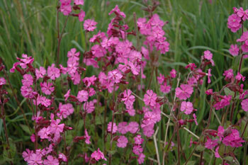 red-campion