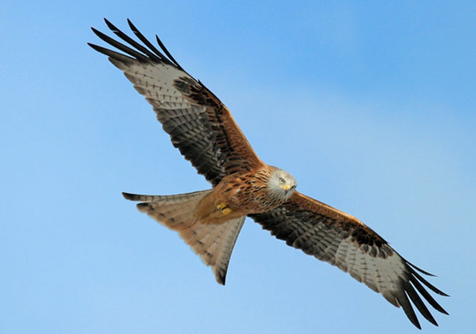 Photo of Red Kite - Janet Baxter