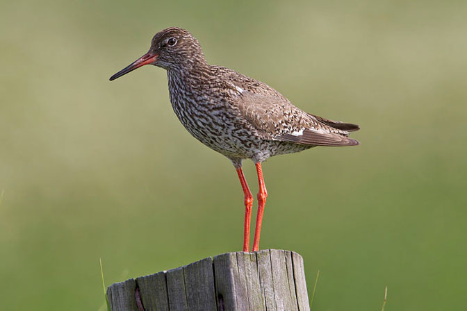 Photo of Redshank - Andreas Trepte www.photo-natur.de
