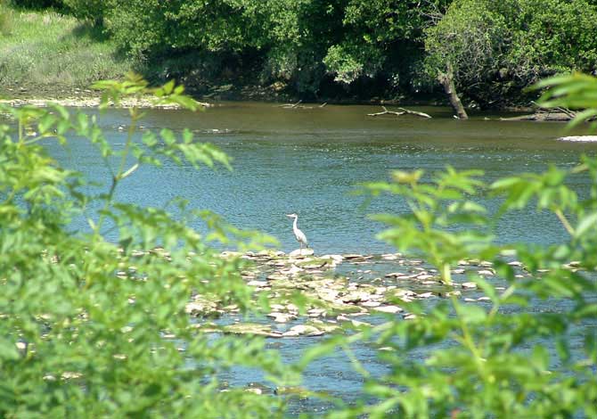 River Teifi Cilgerran