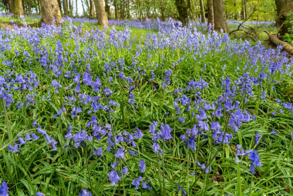 Bluebells by Sarah Doffman