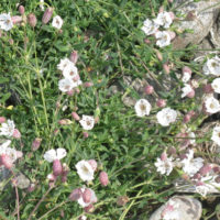 Sea campion