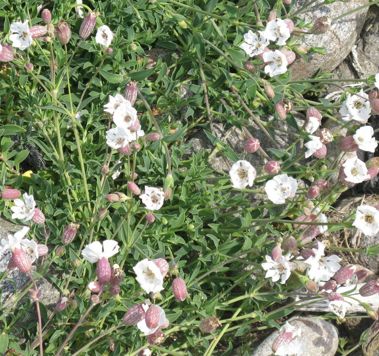 sea campion