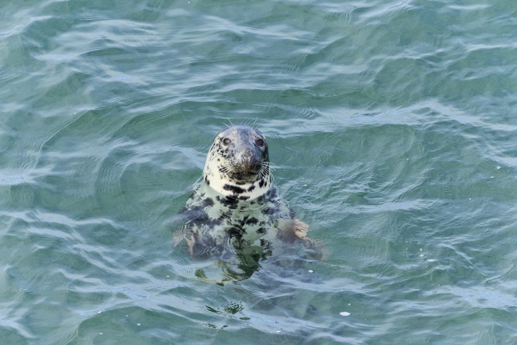 Seals from Cardigan Island Coastal Farm Park