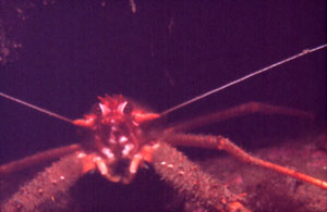 Squat Lobster