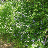 Stitchwort