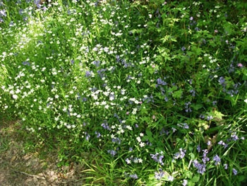 Stitchwort