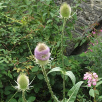 Teasel
